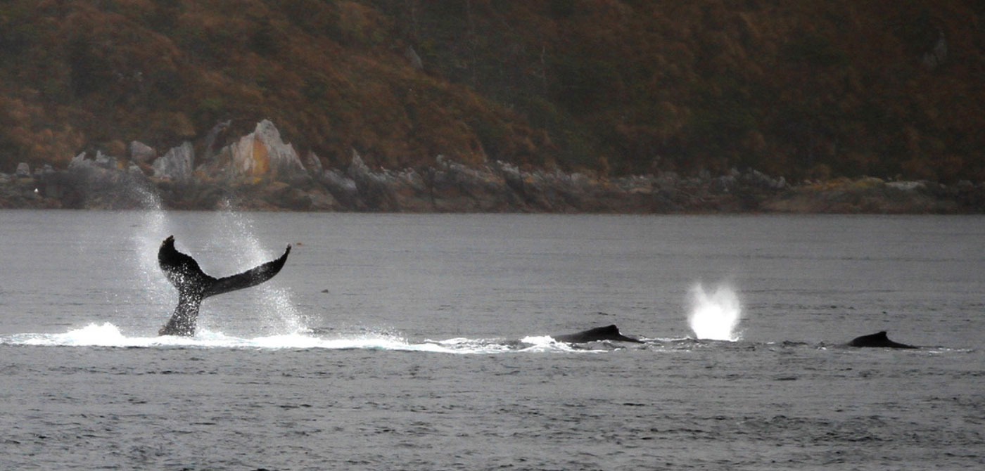 Humpback Whale Sighting