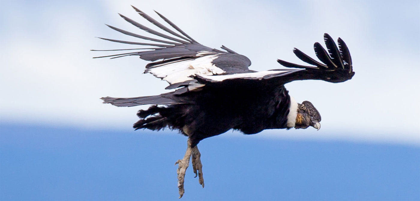 Condors of Patagonia