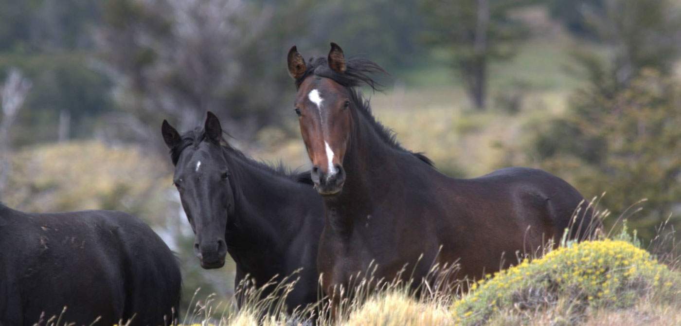 Searching for baguales horses - 1