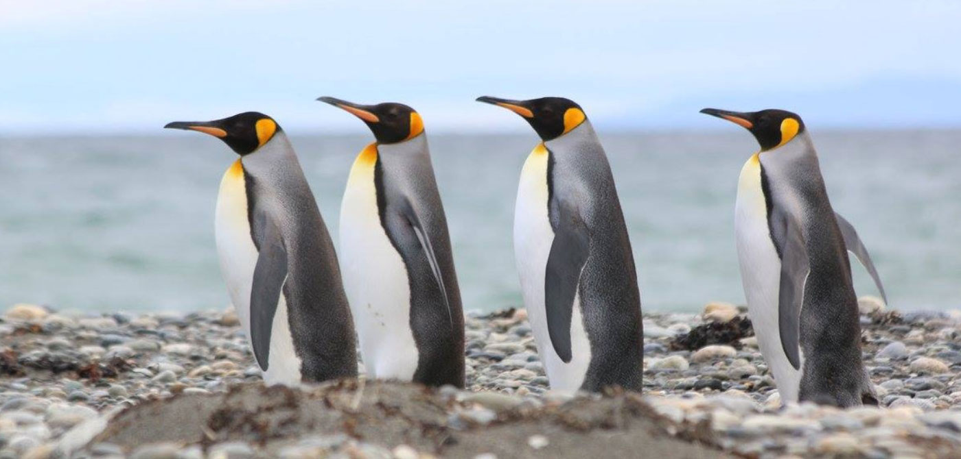 King Penguin Excursion