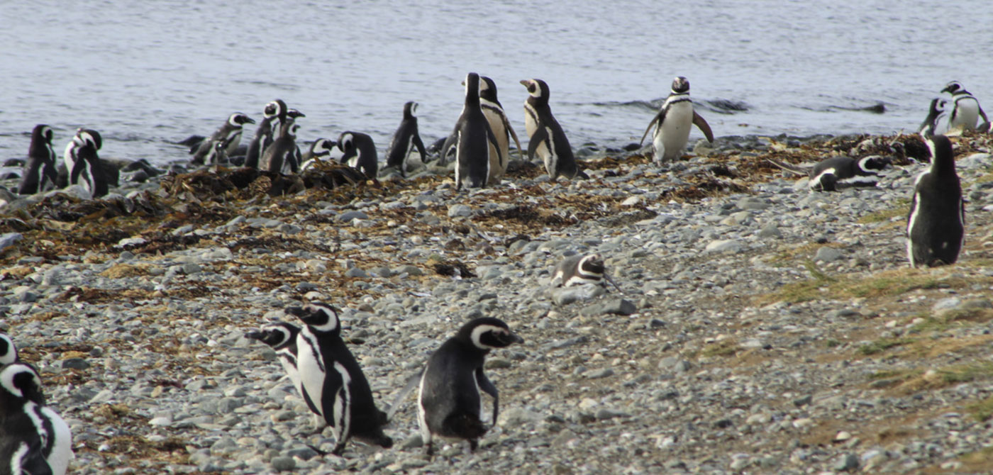 Magdalena Island Penguin Colony